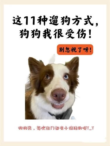 这11种遛狗方式，狗狗很受伤!