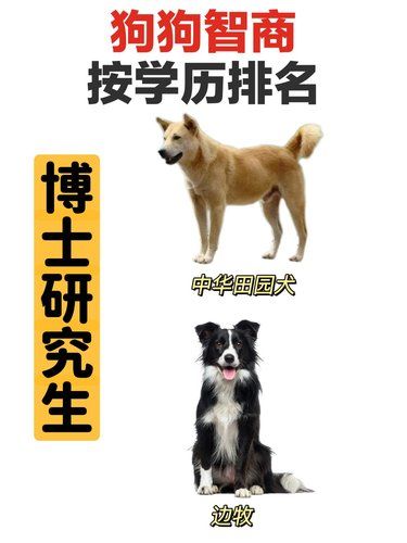 假如狗狗智商有学历，来看你家的是什么文凭