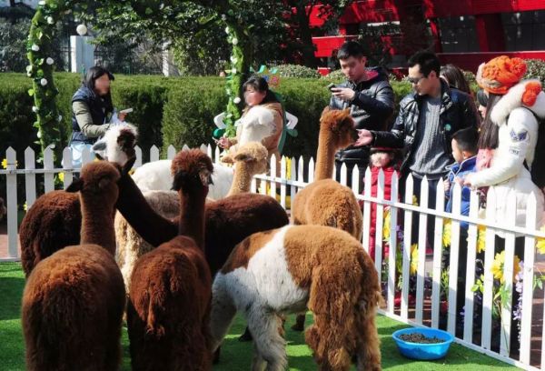 匠志萌宠乐园品牌中心，打造全方位的宠物生态体验