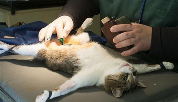 有癫痫的猫能做绝育吗