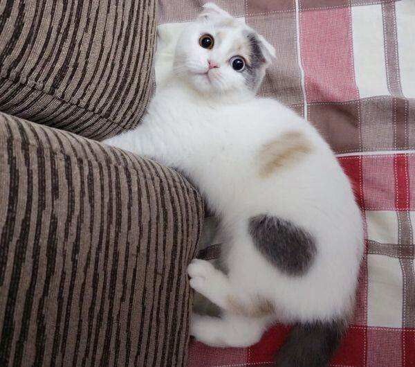 猫颜色遗传配色表