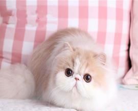 猫咪教你拥有优秀品质（以宠物为镜）