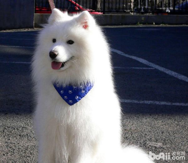 萨摩耶成犬喂养知识小指南 第1张