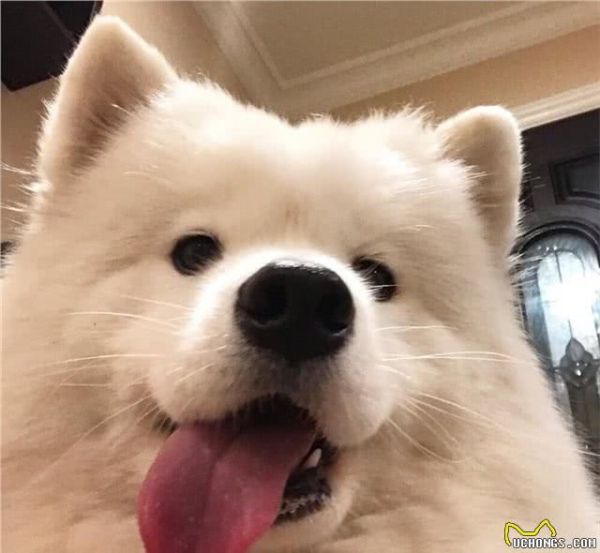 爱肯拿狗粮怎么样，哪款更适合小型犬幼犬？