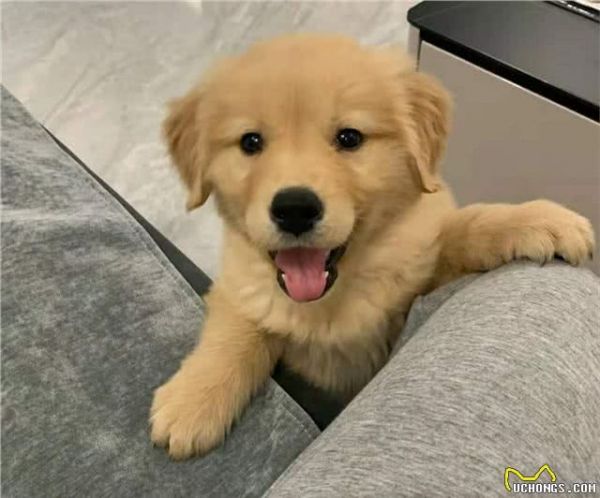 爱肯拿狗粮怎么样，哪款更适合小型犬幼犬？
