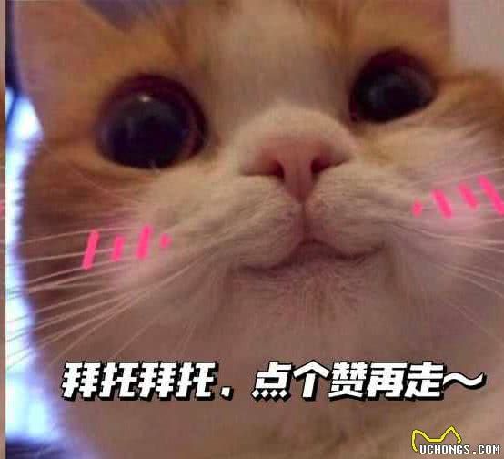 爱肯拿狗粮怎么样，哪款更适合小型犬幼犬？