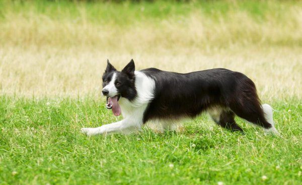 有哪些中型犬可以养