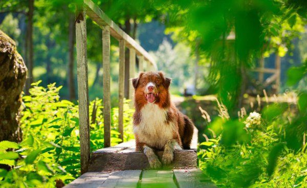 有哪些中型犬可以养