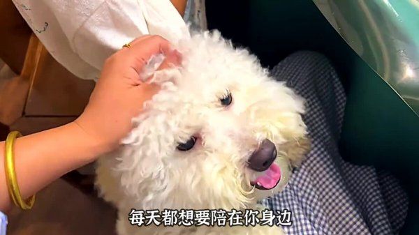 适合新手养的四种狗