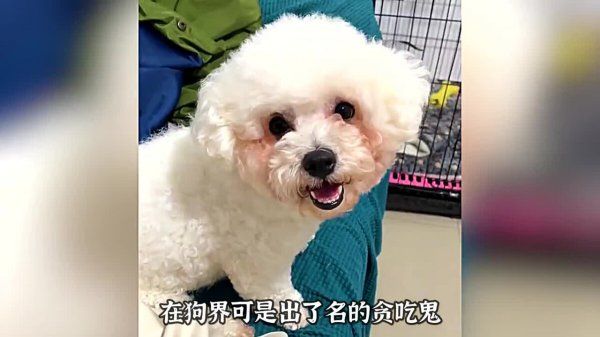适合新手养的四种狗