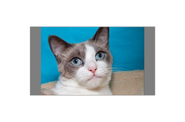 蓝眼睛的猫有哪些品种?