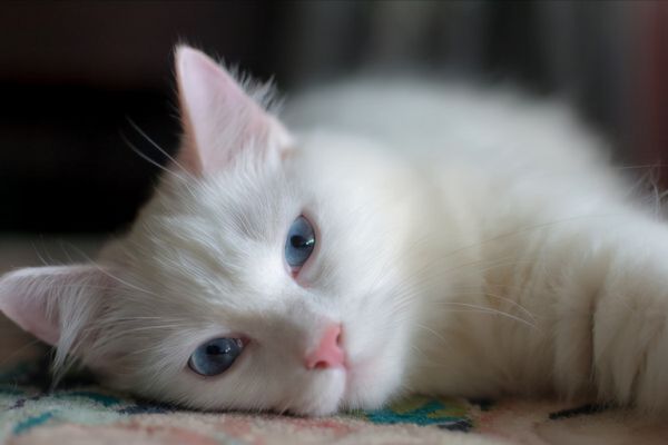 蓝眼睛的猫有哪些品种?