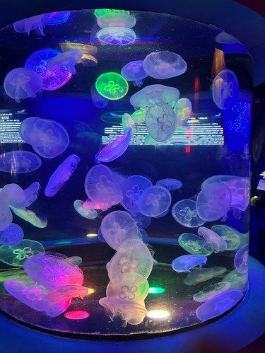 海底世界的奇遇
