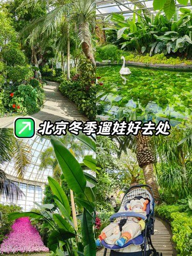 北京冬季遛娃好去处｜小月龄宝宝打卡热带雨林