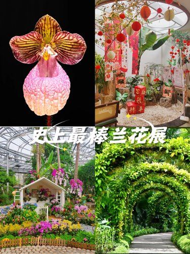 京城史上最棒兰花展