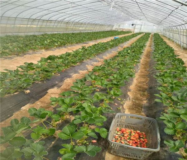 四季草莓苗供应商 草莓苗联系方式