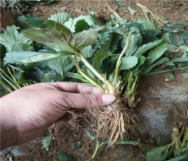 四季草莓苗供应商 草莓苗联系方式