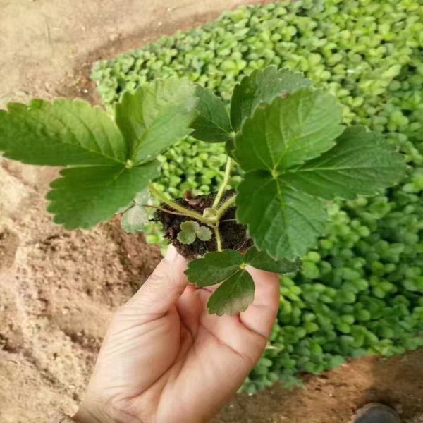 澄海四季草莓苗价格表草莓苗预定·