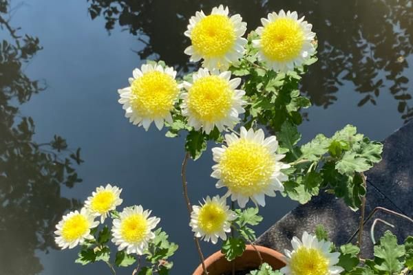 菊花的开放时间，不同品种的开花时间有区别
