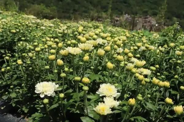 菊花的开放时间，不同品种的开花时间有区别