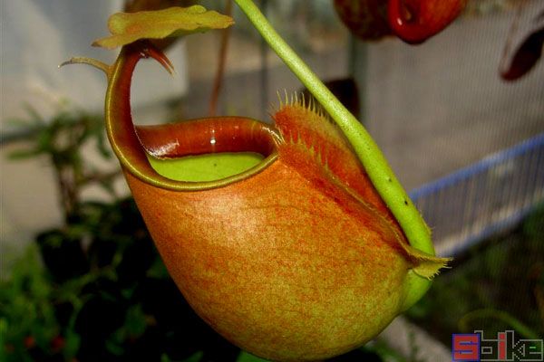 二齿猪笼草