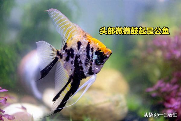 神仙鱼公母辨别图解,自己在家也能轻松繁殖