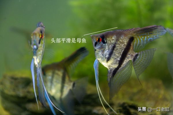 神仙鱼公母辨别图解,自己在家也能轻松繁殖