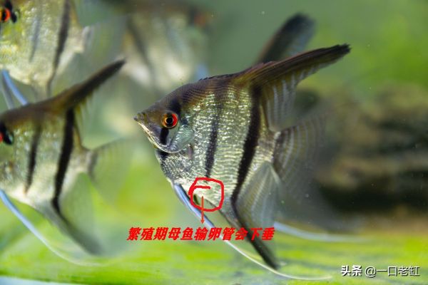 神仙鱼公母辨别图解,自己在家也能轻松繁殖