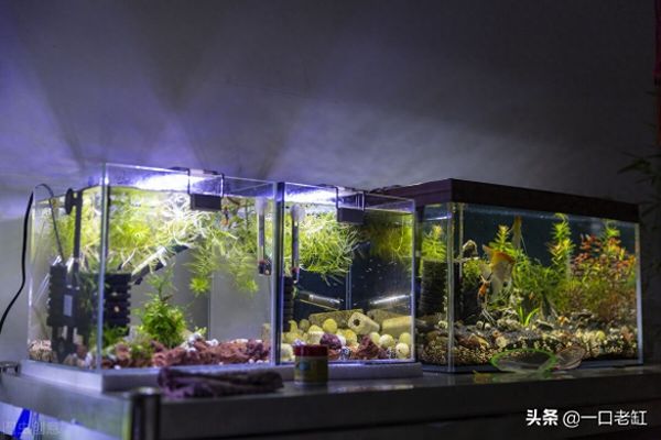 神仙鱼公母辨别图解,自己在家也能轻松繁殖