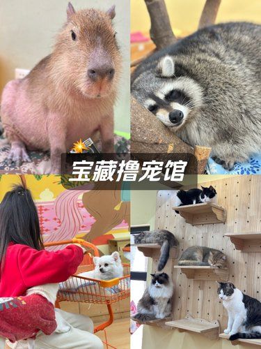 超强治愈力撸宠馆，小动物太齐全啦