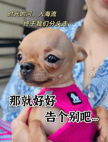 给毛孩子最后的拥抱，好好告个别…