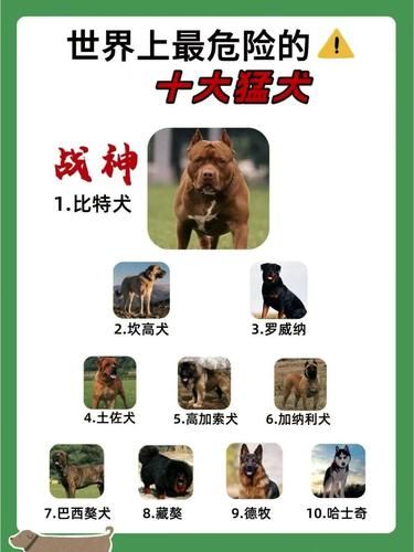 世界最危险十大猛犬，你知道吗？