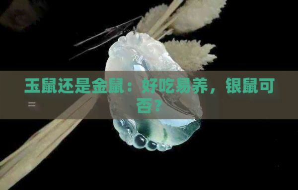 玉鼠还是金鼠：好吃易养，银鼠可否？