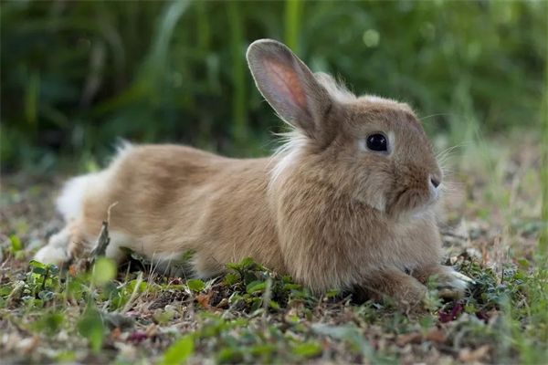 怀孕可以养宠物(怀孕可以养宠物狗吗
