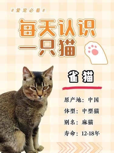 哇塞！今天带你认识超特别的雀猫