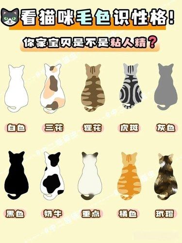 猫咪毛色与性格的秘密，有你家猫咪吗？