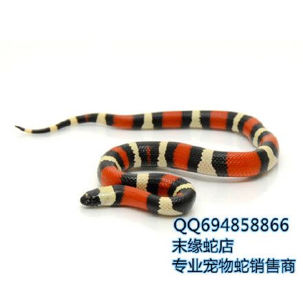 宠物蛇的加热以及相关注意事项