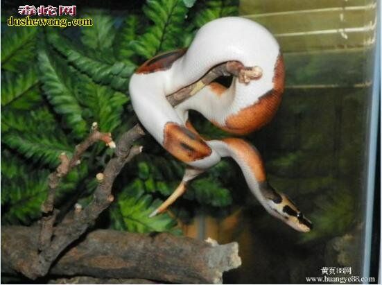 宠物球蛇图片 各种球蟒图片大全