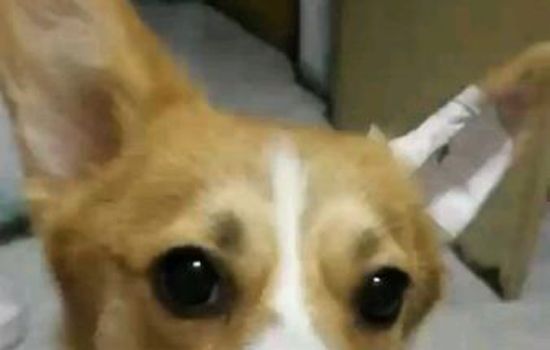 狗狗缠胶布立耳方法 狗狗立耳的超简易流程