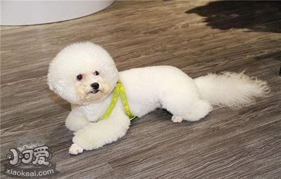 狗狗吃了芒果核怎么办