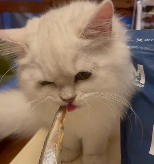 如何为宠物猫咪制作美味小鱼干（DIY小鱼干让猫咪爱上你的手艺）
