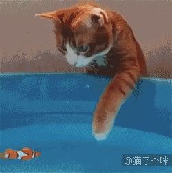 萌宠必备!简易喵咪小鱼干制作教程