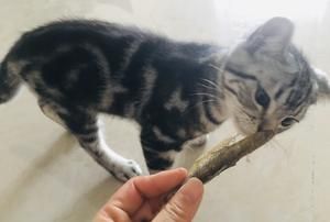 【猫猫最爱小鱼干】的做法 步骤4