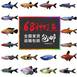 趣鱼景 热带观赏活鱼好养宝莲灯斑马淡水金鱼苗天使孔雀小型红绿灯科小鱼