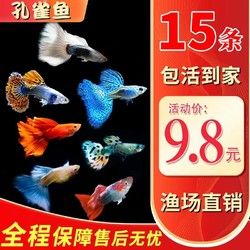孔雀鱼热带观赏鱼苗小型好养淡水精品凤尾鱼斑马鱼耐活小鱼活体鱼