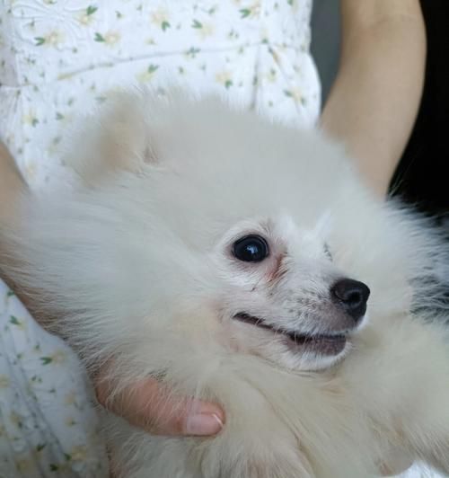 如何护理身处尴尬期的宠物狗？（探秘狗狗尴尬期、学会正确护理）