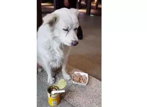 狗狗发情期,耐心等待恢复!