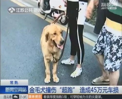 狗狗被撞后多久恢复?宠物主人必看!