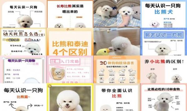比熊狗狗自制食谱大全 - 一岁多比熊狗狗怎么教-第1张图片-漂亮宠物百科网