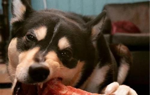 自制狗狗大骨棒，让宠物健康成长（以狗狗猪棒骨为原材料的DIY食谱，为爱宠定制饮食）